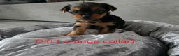Yorkshire Terrier dogs for sale: 💕Beautiful Yorkshire Terrier Puppies 💕 - Advert 19