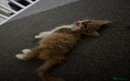 Mixed Breed cats for sale: Ginger Kitten  - Image 7