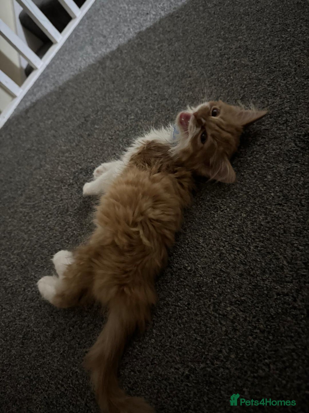 Mixed Breed cats for sale: Ginger Kitten  - Image 7