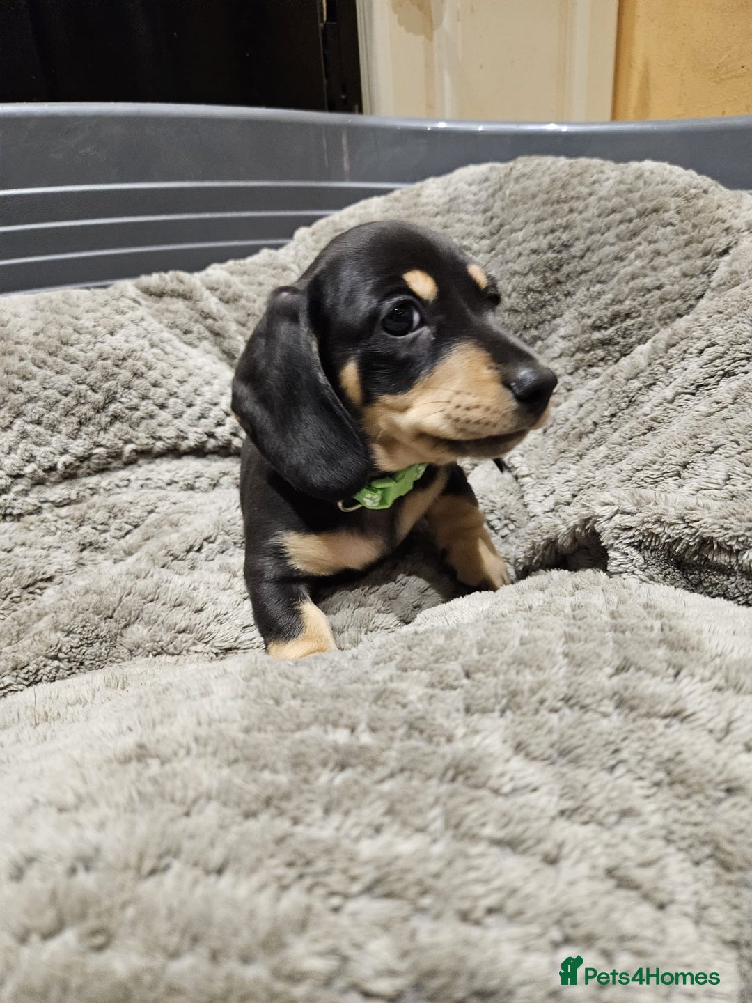 Miniature Dachshund dogs for sale: Miniature shaded cream dachshunds  - Advert 5
