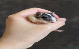 Gerbil rodents for sale: Friendly baby gerbils ready for new homes! - Image 5