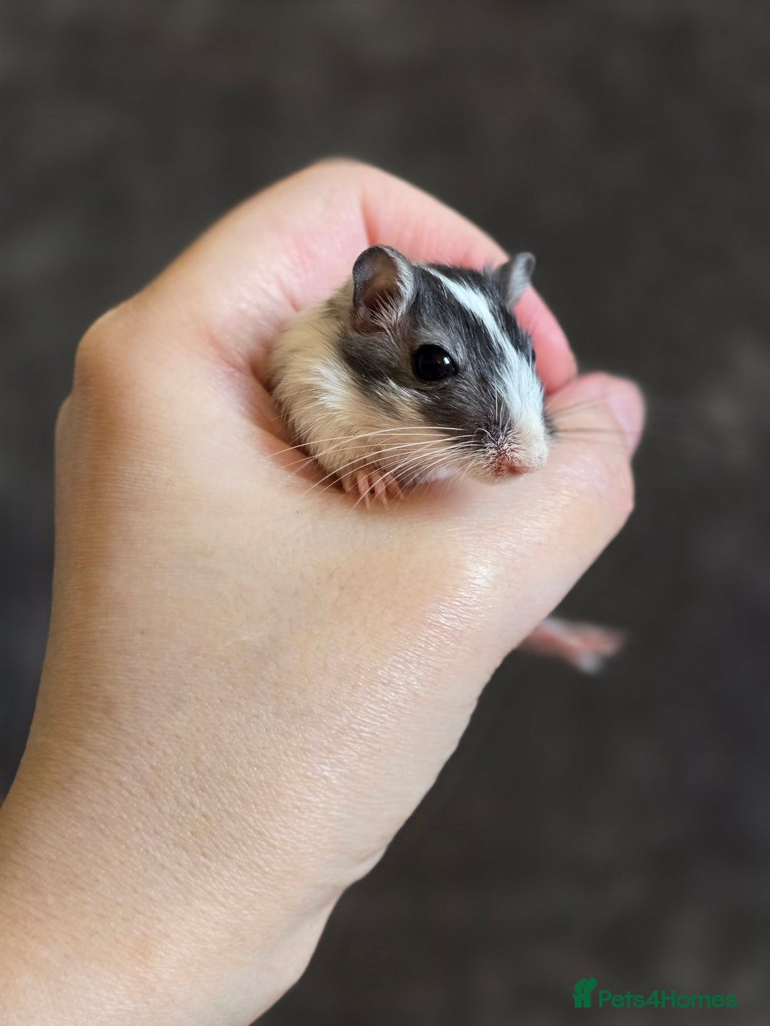 Gerbil rodents for sale: Friendly baby gerbils ready for new homes! - Image 5