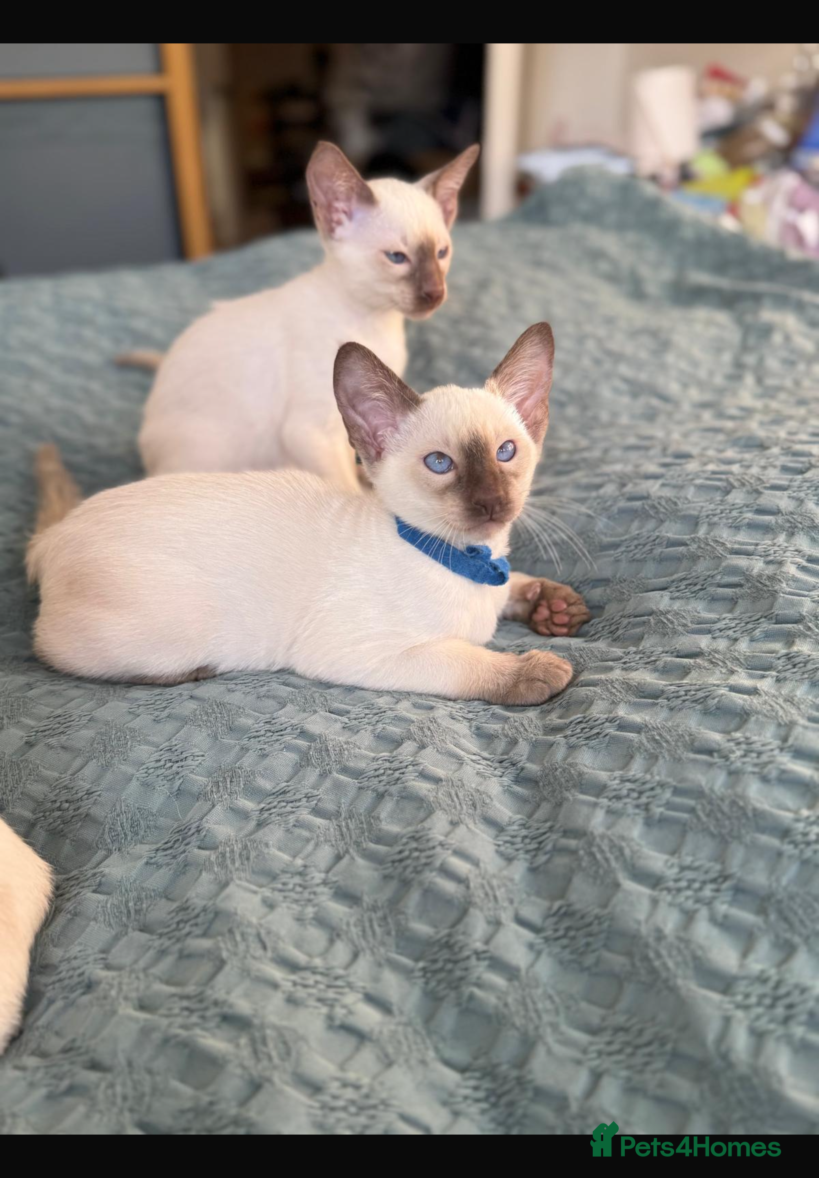 Siamese cats Siamese kittens  - Advert 3