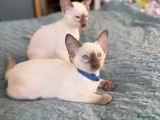 Siamese cats Siamese kittens - Advert 3