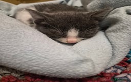 British Shorthair cats for sale: 4 Beautiful kittens - Image 8