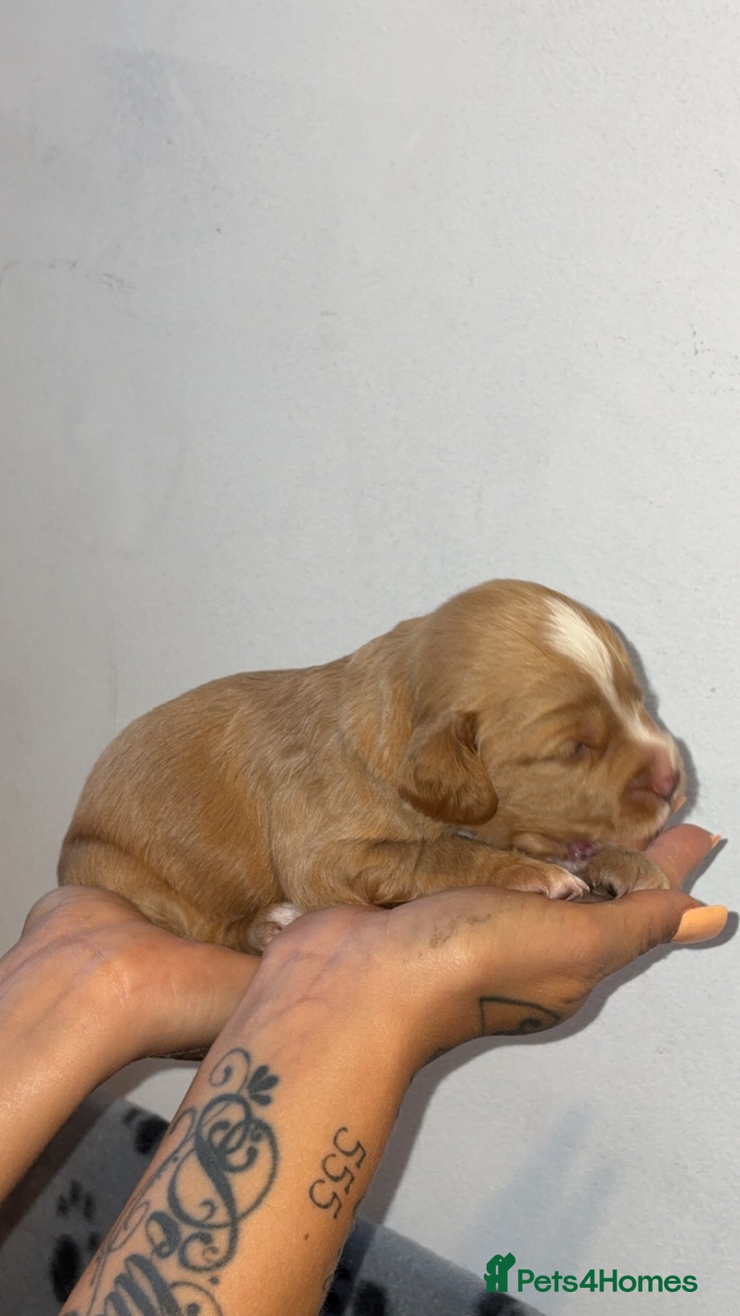 Sprocker dogs for sale: Beautiful Sprocker puppies - Image 14