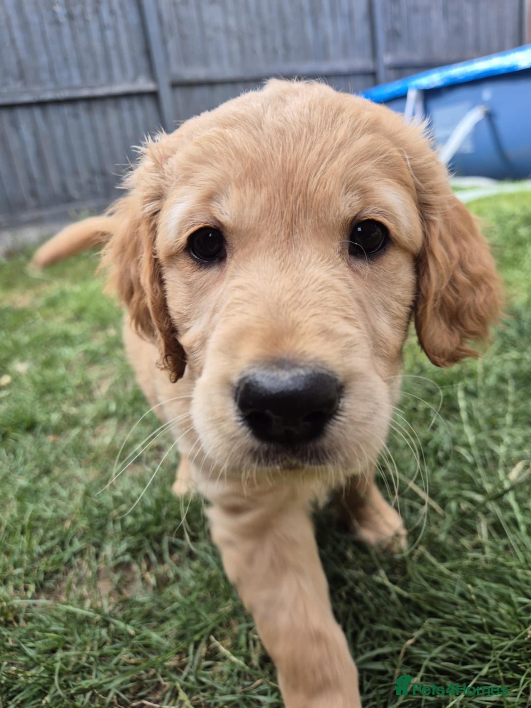 Golden Retriever French Bulldog Puppies Golden Retriever And