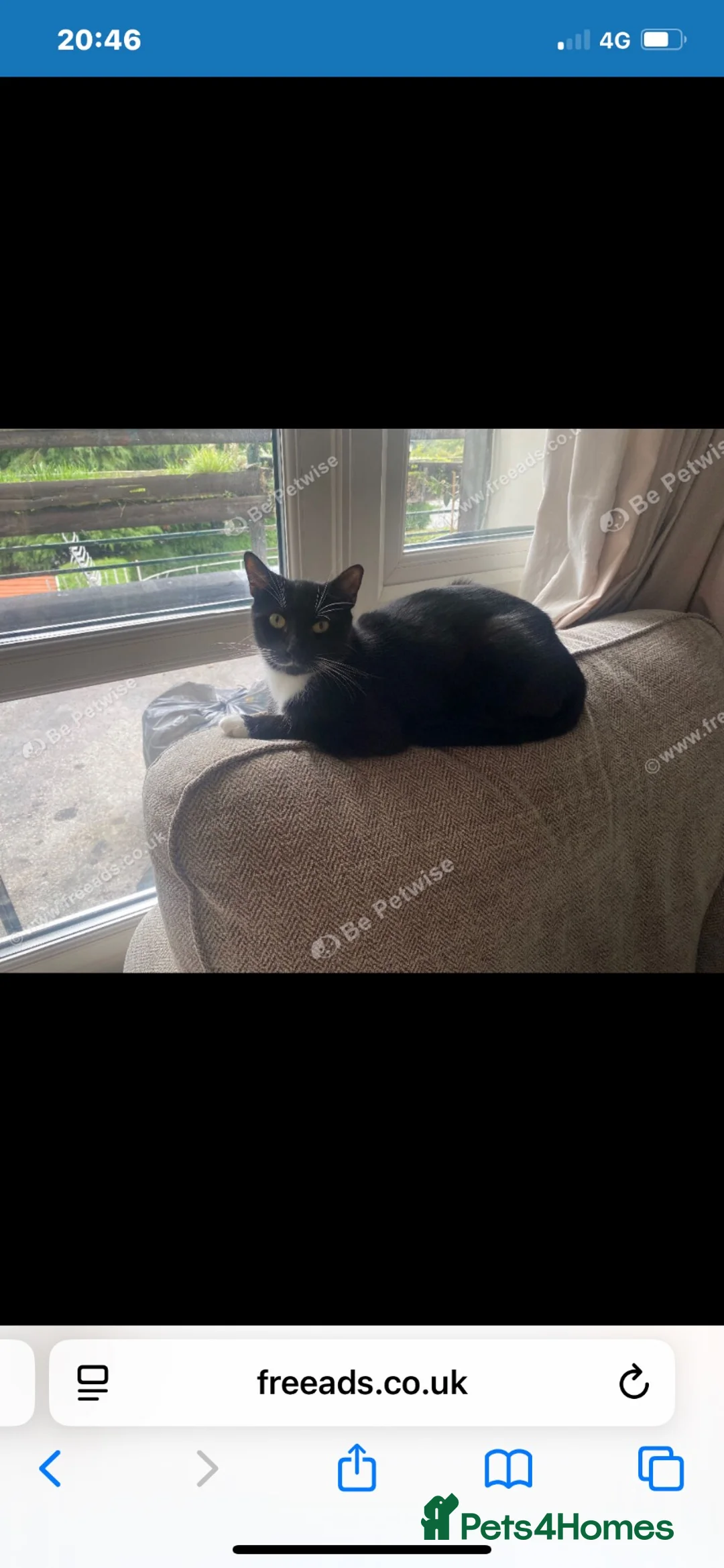 Mixed Breed cats for sale: Mom cat and 3 kittens for sale as need rehoming  - Advert 1
