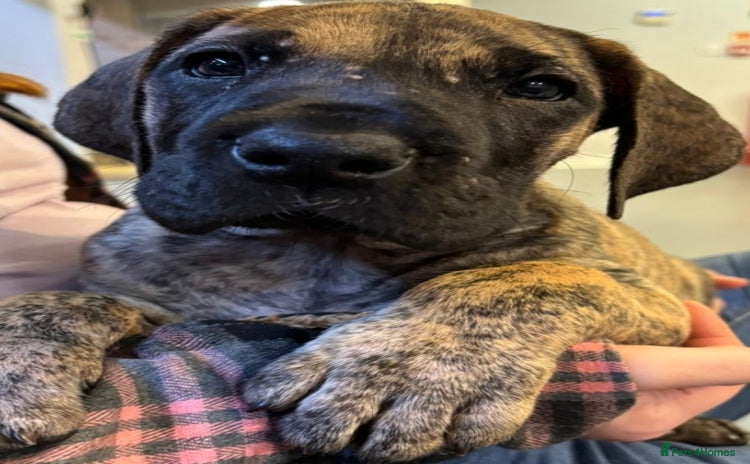 Great Dane dogs - Advert 3