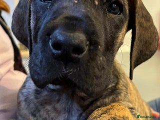 Great Dane dogs Stunning Brindle Great Dane Puppies -ONLY ONE LEFT - Advert 2