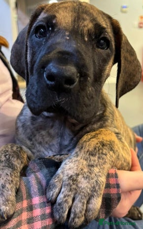 Great Dane dogs - Advert 3