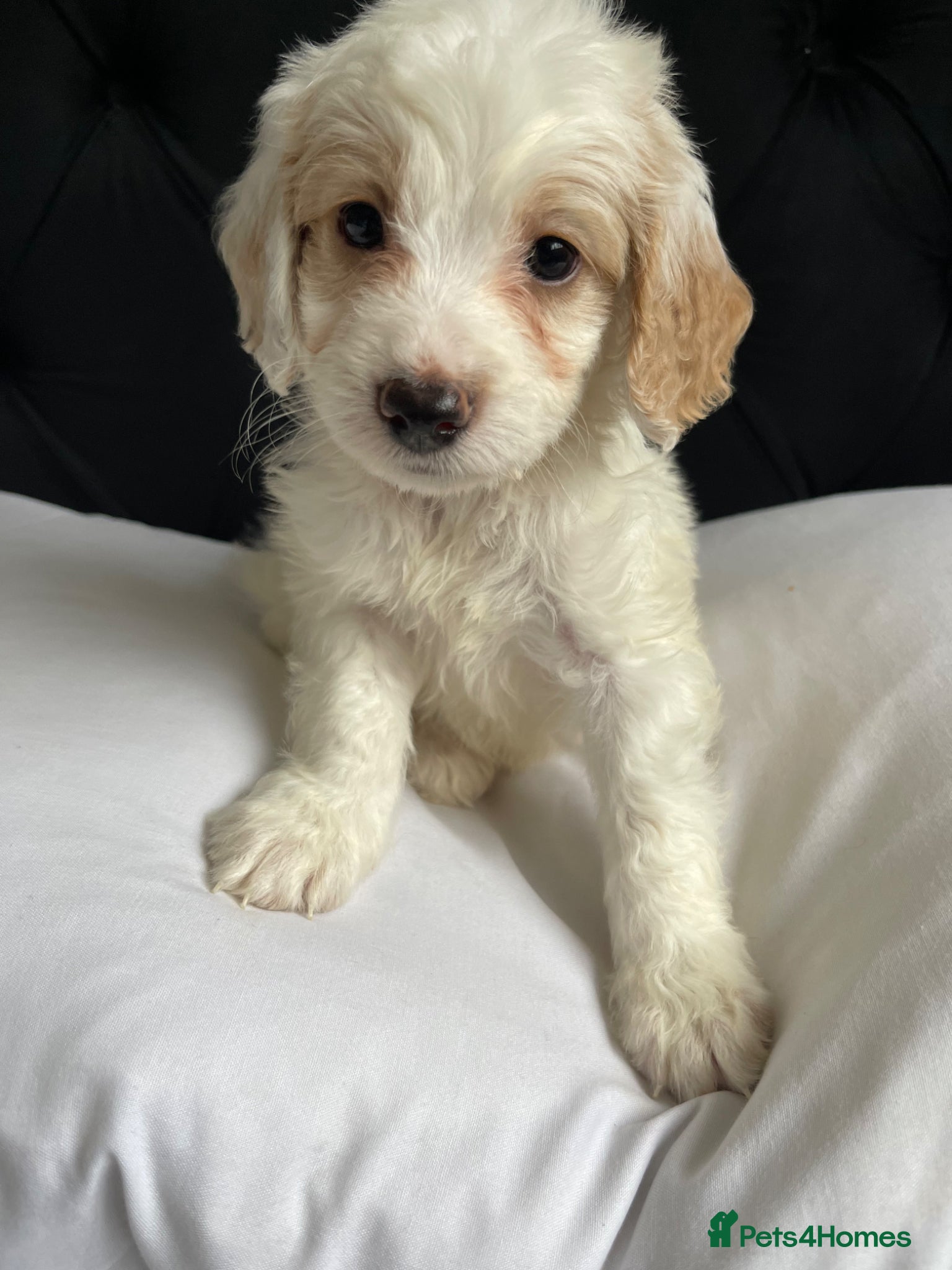 Cockapoo dogs Cockapoo puppies ready to leave  - Advert 2