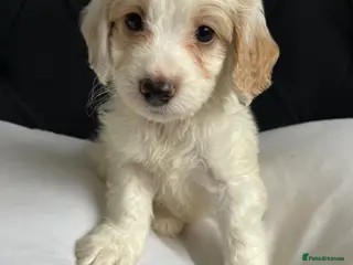 Cockapoo dogs Cockapoo puppies ready to leave - Advert 2