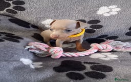 Miniature Pinscher dogs for sale: KC Reg Miniature Pinschers - Image 7