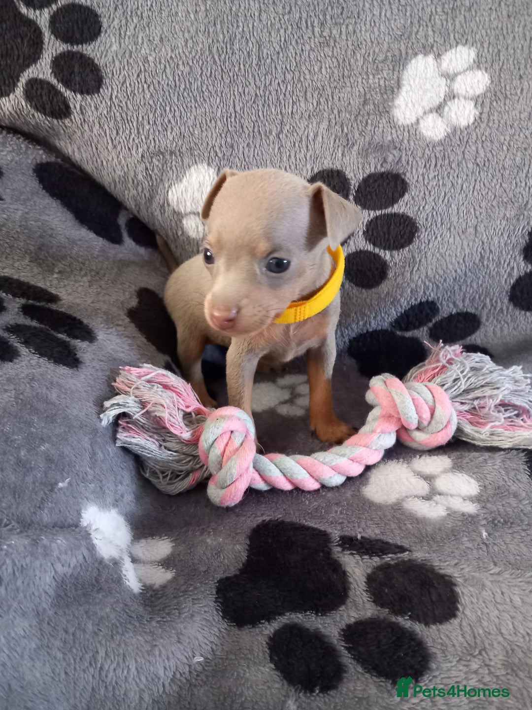 Miniature Pinscher dogs for sale: KC Reg Miniature Pinschers - Image 7