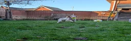 Cocker Spaniel dogs for sale: 9 Month old cocker spaniel needs rehoming - Advert 3