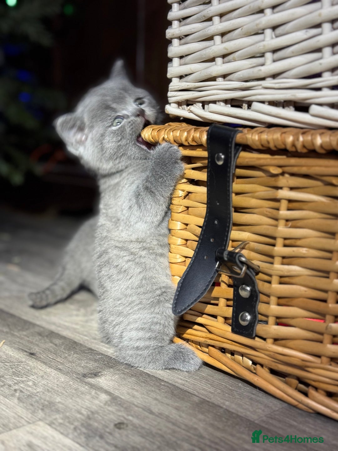 British Shorthair cats for sale: Beautiful British Shorthair Blue Kittens Available - Advert 12