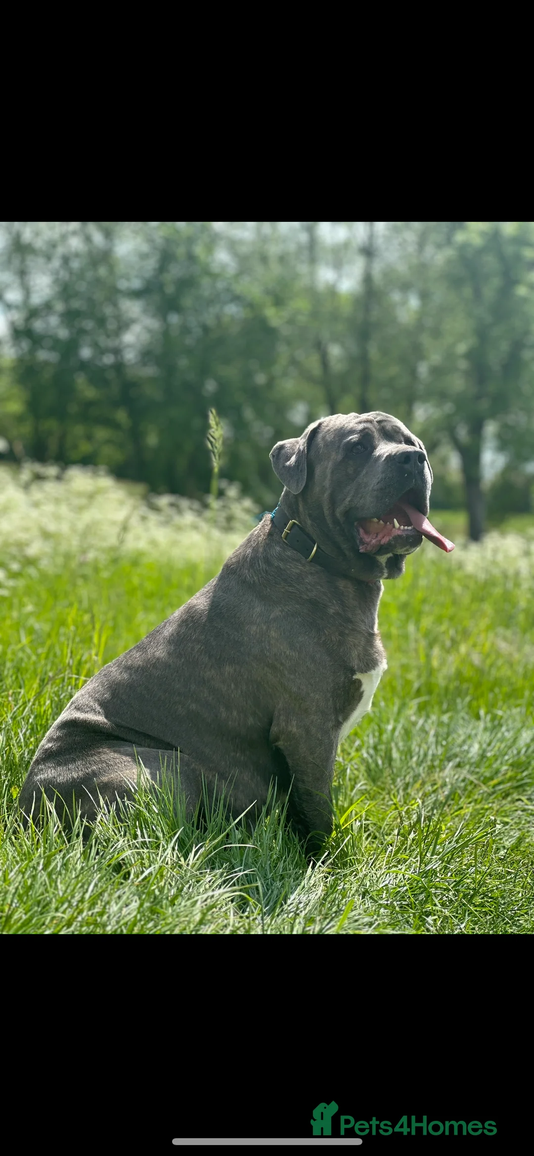 Cane Corso dogs for stud: Proven Cane Corso for stud in Leicester - Advert 3