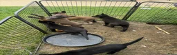 Belgian Shepherd Dog dogs for sale: Belgium malinois puppy’s for sale  in Crook - Advert 7