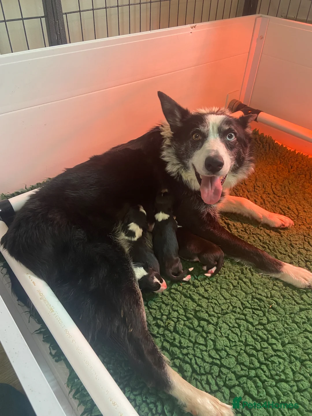 Border Collie dogs for sale: Border collies ISDS registered - Advert 1