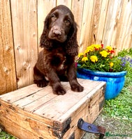 Sprocker dogs in Goole - Advert 15