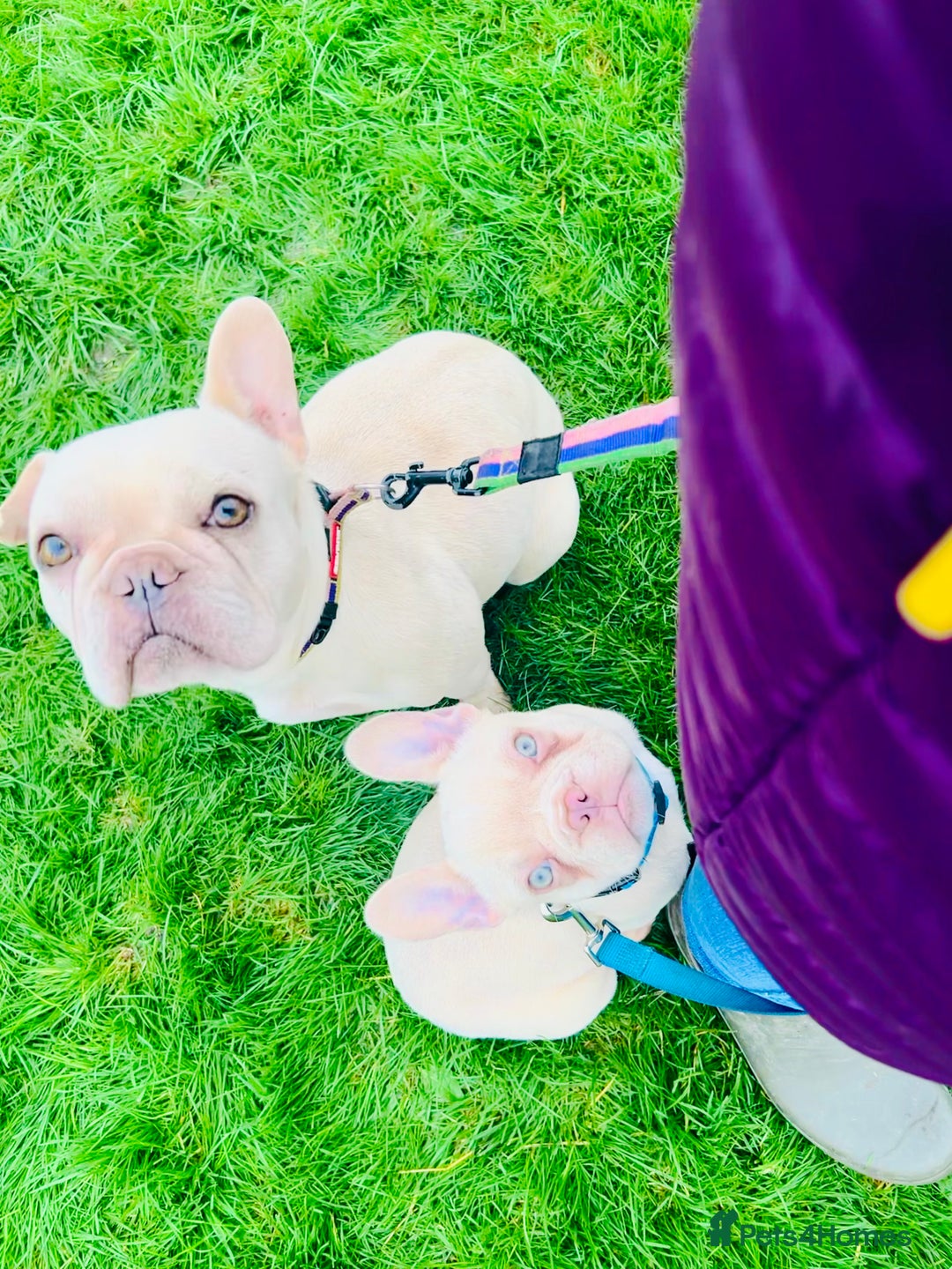 French Bulldog dogs for sale: Ebou x from highly tested Parents - Image 7