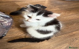 Mixed Breed cats for sale: Four beautiful kittens with lovely markings! - Image 6