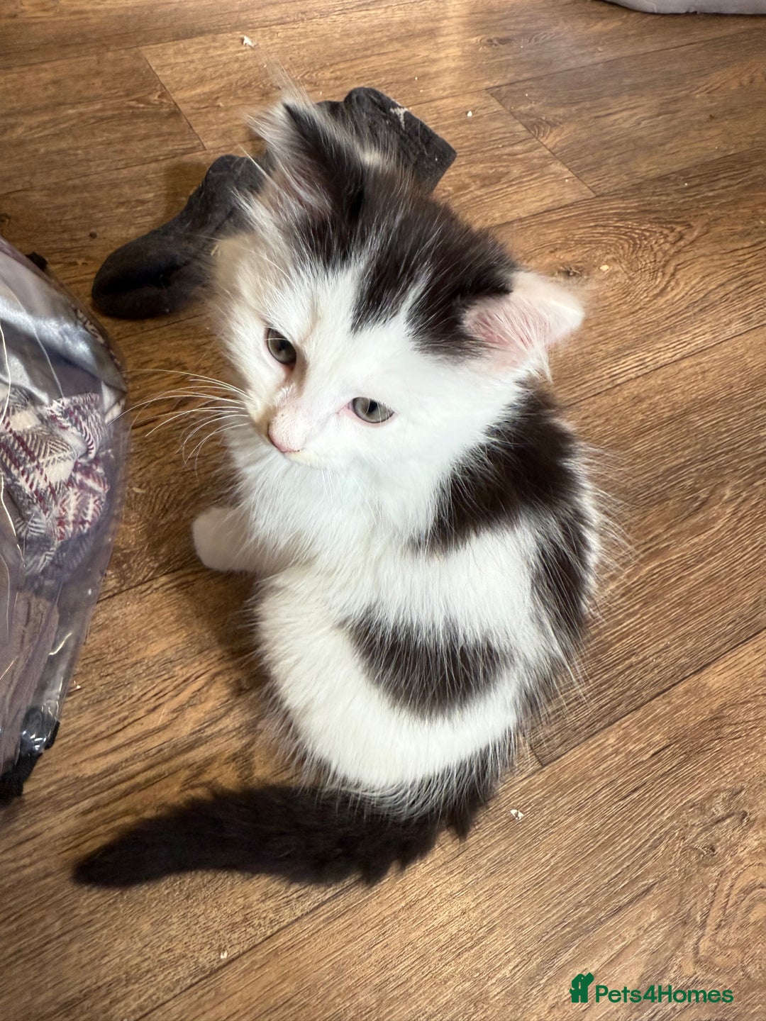 Mixed Breed cats for sale: Four beautiful kittens with lovely markings! - Image 6