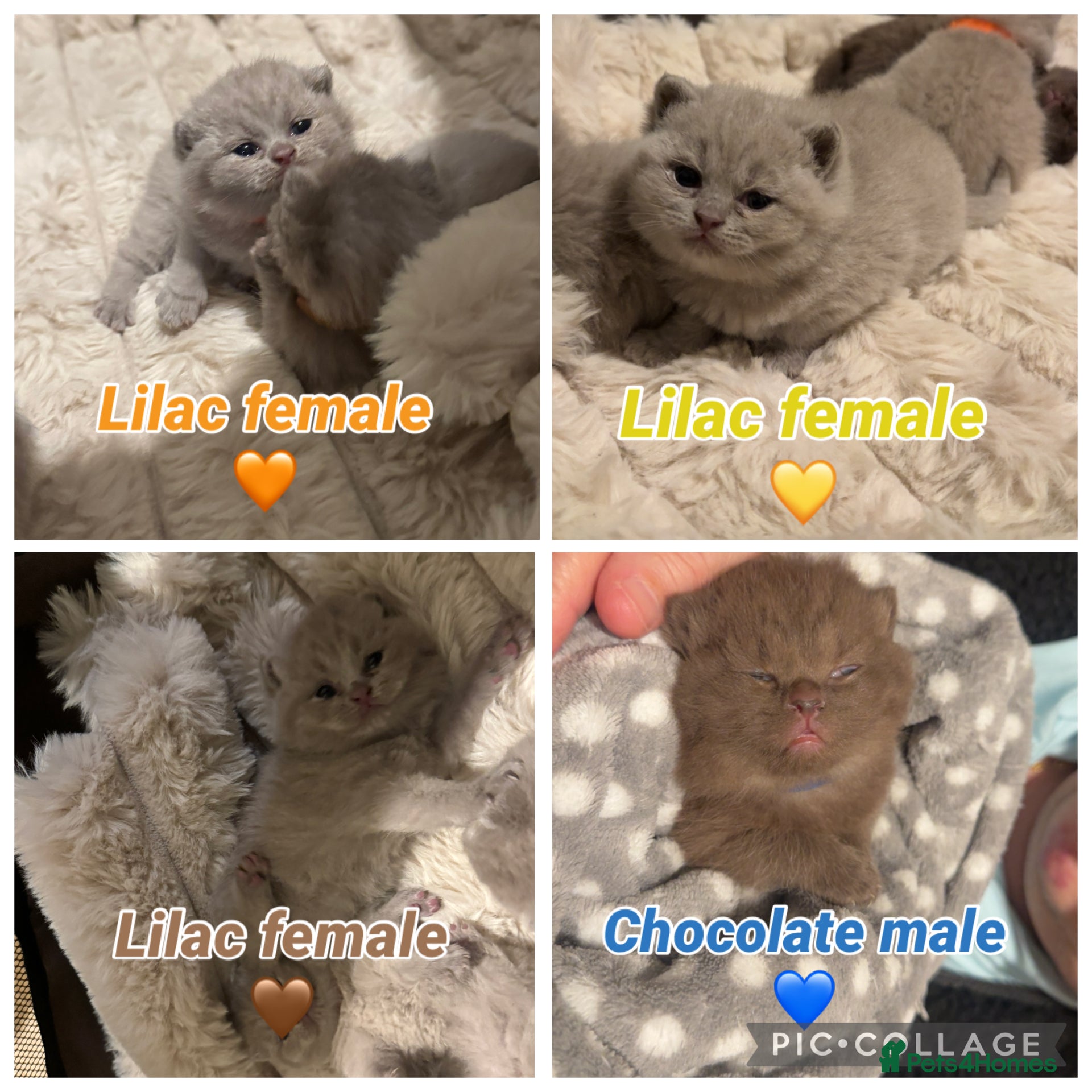 British Shorthair cats British shorthair kittens+RARE chocolate male 🍫  - Advert 1