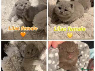 British Shorthair cats British shorthair kittens+RARE chocolate male 🍫 - Advert 1