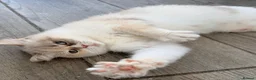 Persian cats for sale: Last little half Persian boy , ready now - Advert 1