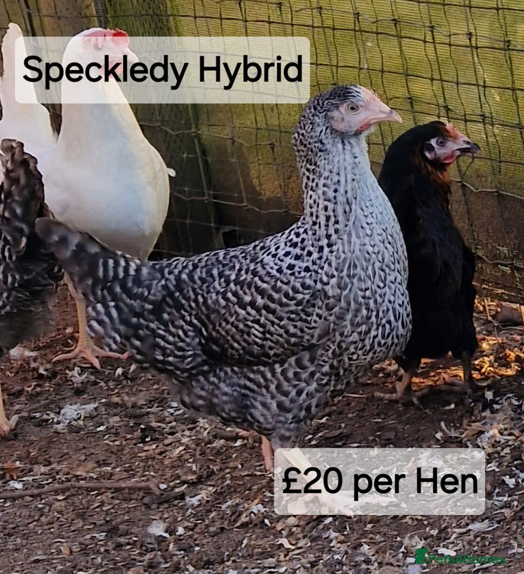 Chickens poultry for sale: Hybrid hens for sale - Image 4