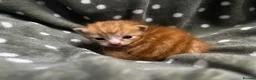 Persian cats for sale: Perfect Persian X Kittens - Advert 21