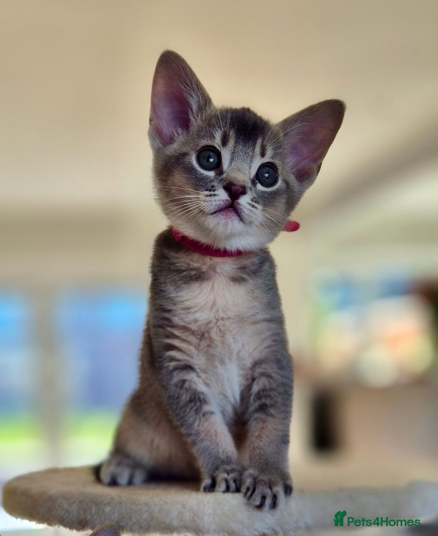 Mixed Breed cats Exceptional Abyssinian Cross Girl  - Advert 1