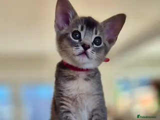 Mixed Breed cats Exceptional Abyssinian Cross Girl - Advert 16