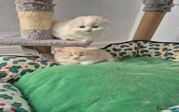 Scottish Fold cats for sale: Three stunning kittens - Image 8