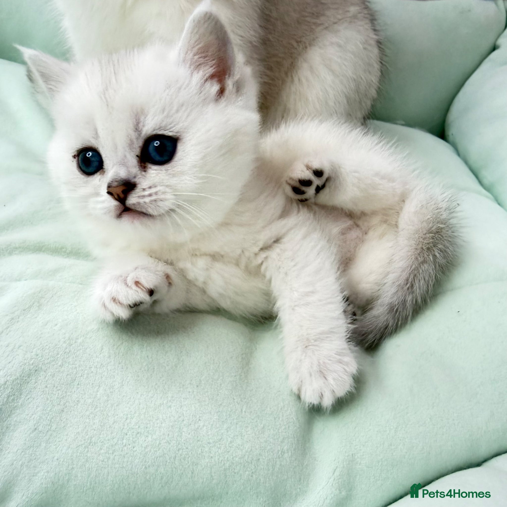 British Shorthair cats 😻TICA British Shorthair kittens 😻 - Advert 2