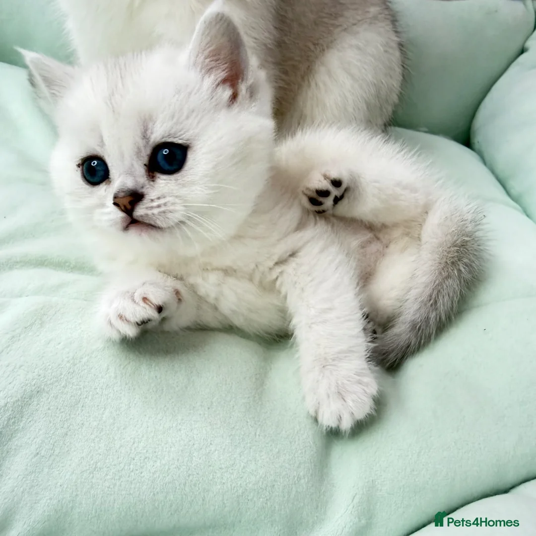 British Shorthair cats for sale: 😻TICA British Shorthair kittens 😻 - Advert 2