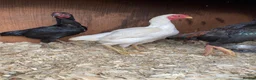 Chickens poultry for sale: Ko shamo hatching eggs available  - Advert 3