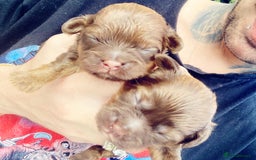 Shihpoo dogs for sale: Read the advert 5 star rated Toy shihpoo puppies - Image 21