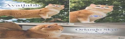 British Shorthair cats for sale: 💙 Ny12 Golden British Shorthair 💙 - Advert 4