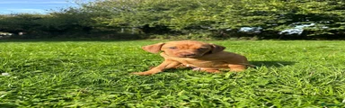 Mixed Breed 1