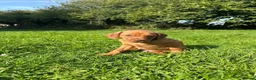 Mixed Breed dogs for sale: Miniature Rhodesian cross pups - Advert 2