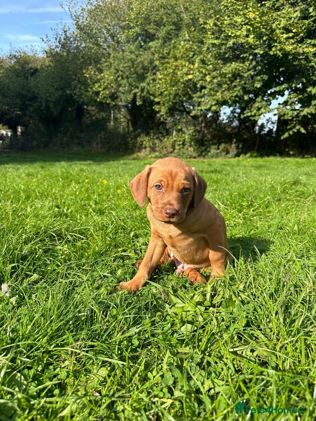Mixed Breed dogs for sale: Miniature Rhodesian cross pups - Advert 2