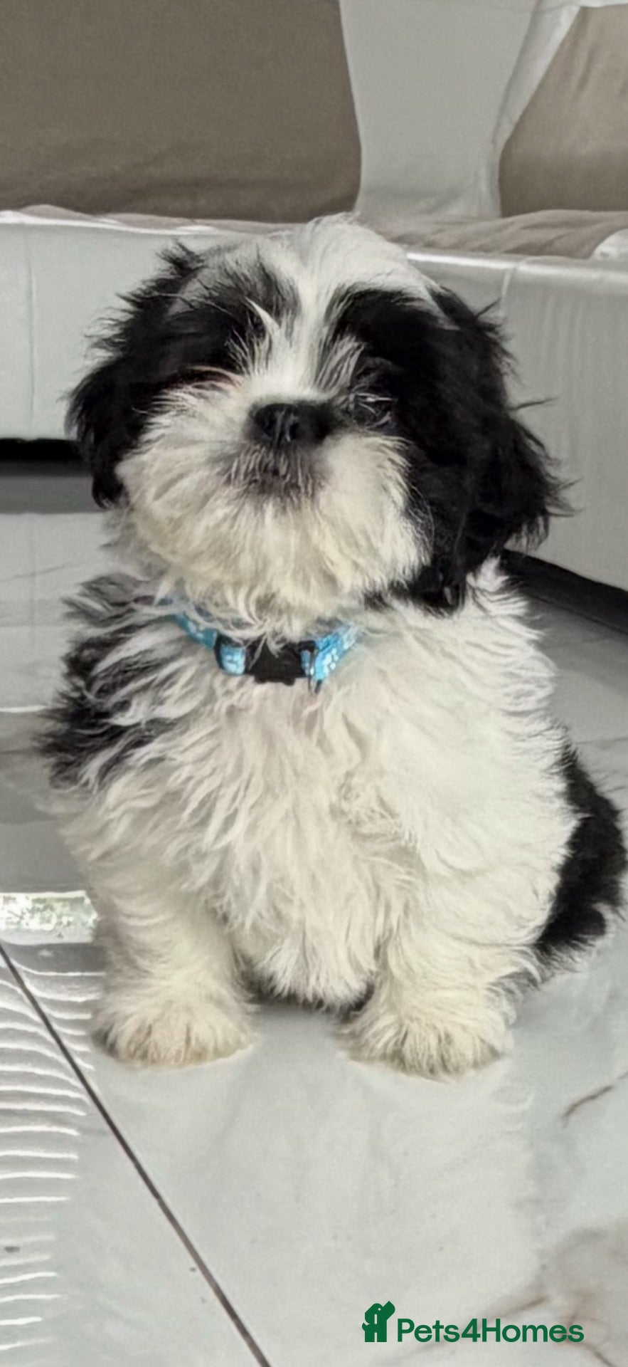 Shih Tzu dogs Shih tzu  - Advert 3