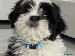 Shih Tzu dogs Shih tzu - Advert 3