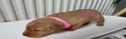 Labrador Retriever dogs for sale: Fox red labarador  - Advert 2