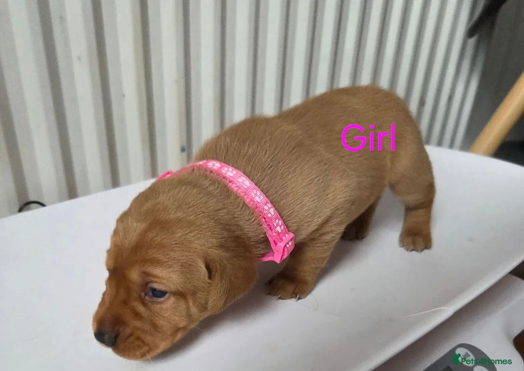 Labrador Retriever dogs for sale: Fox red labarador  - Advert 2