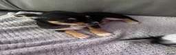 Mixed Breed dogs for sale: Chorkie pups  - Advert 8