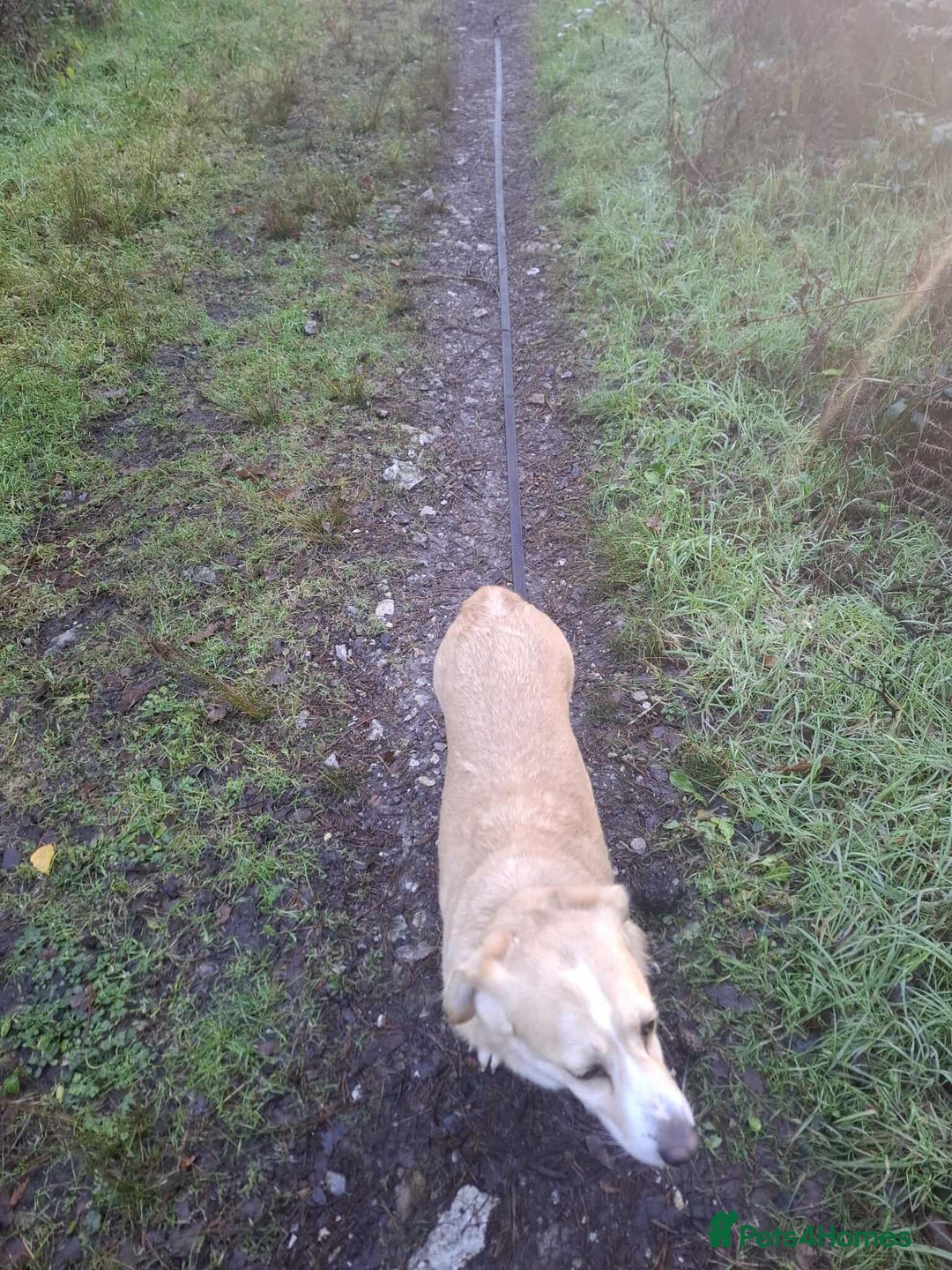 Mixed Breed dogs for adoption: Beloved Bailey - Advert 6